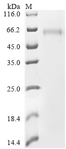 Plasminogen activator inhibitor-1 (PAI-1), partial, horse, recombinant