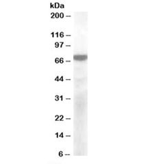 Anti-KCNQ4