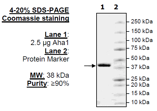 Aha1, active human recombinant protein