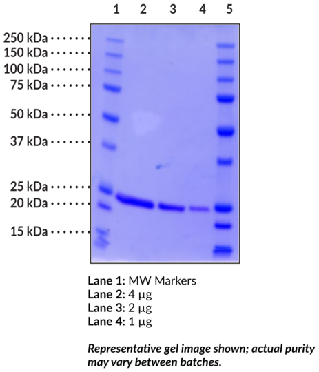 DJ-1/PARK7 (human, recombinant)