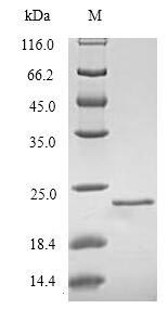 Regenerating islet-derived protein 3-beta (Reg3b), rat, recombinant