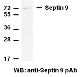 Anti-Septin 9