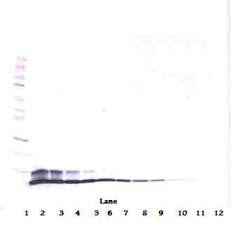 Anti-Heregulin beta1