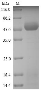 Pectate lyase 5, Ambrosia artemisiifolia, recombinant