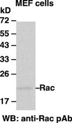 Anti-Rac1