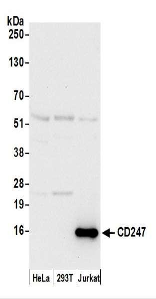 Anti-CD247/CD3Z