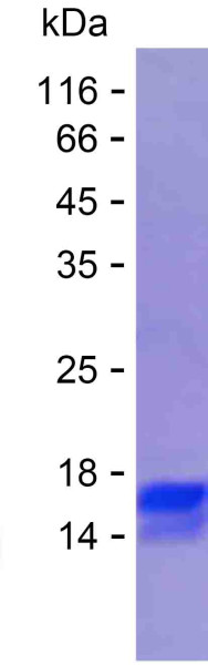 RPS13 (human), recombinant protein
