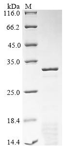 Synapsin-1 (Syn1), partial, recombinant rat