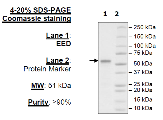 EED human recombinant protein, N-terminal FLAG-tag
