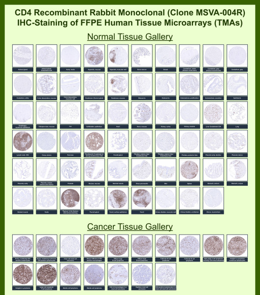 Anti-CD4 (T-Helper/Inducer Cell Marker), recombinant antibody, clone MSVA-004R