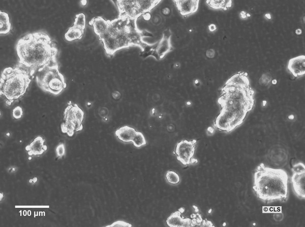 HROC324 Cells