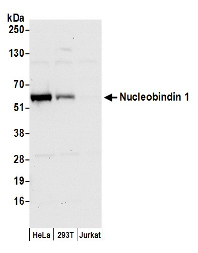 Anti-Nucleobindin 1/NUCB1
