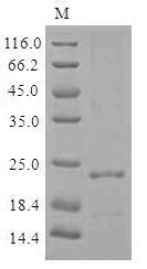 Bacterial non-heme ferritin (ftnA), Helicobacter pylori, recombinant