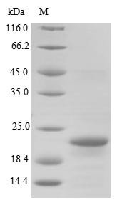 Azurin (BB3856), Bordetella bronchiseptica, recombinant