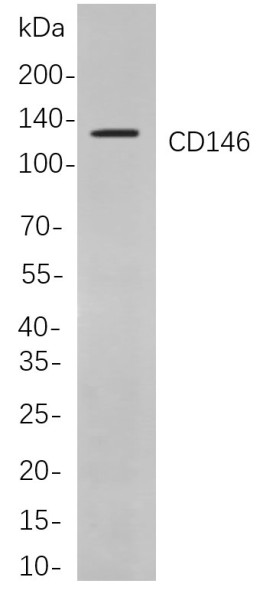 Anti-Recombinant CD146, clone 4D3
