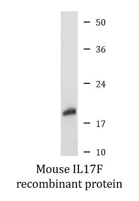 Mouse IL17F recombinant protein (Active)