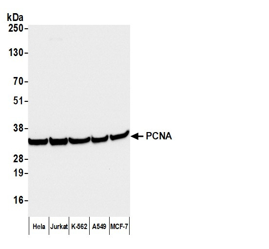 Anti-Mouse IgG-heavy and light chain cross-adsorbed, HRP conjugated