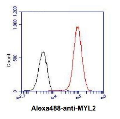 Anti-Myosin Light Chain 2, clone 3B2