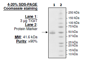 TIGIT, Fc fusion, Biotin-labeled