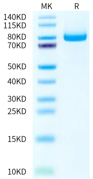 Biotinylated Human E-Cadherin/Cadherin-1 Protein