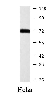 Anti-Hsp70, clone 2A11-F3-G12, C-terminal