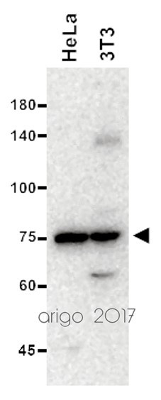 Anti-ATG13