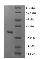 Mitochondrial peptide methionine sulfoxide reductase (MSRA), human, recombinant