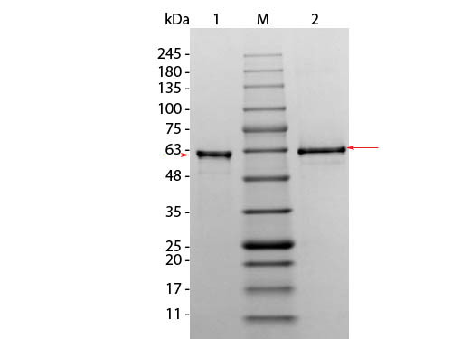 AKT3 (phosphatase treated) Human Recombinant Protein