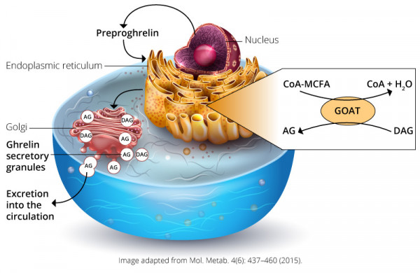 Ghrelin-Pathway