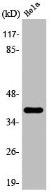 Anti-HSD3B7