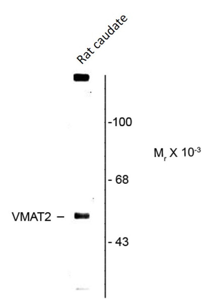 Anti-SLC18A2 / VMAT2
