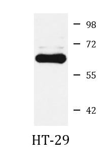 Anti-ATIC