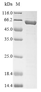 Serine protease inhibitor A3N (Serpina3n), mouse, recombinant