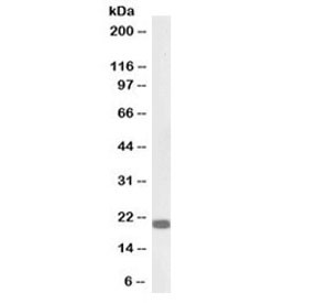 Anti-HP1 gamma / Heterochromatin protein 1 gamma (Biotin Conjugate)