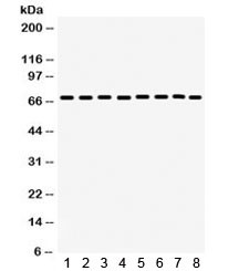Anti-SHP2