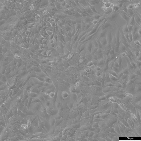 H4 Cells
