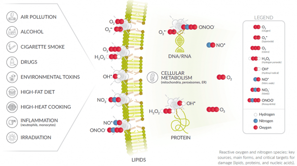 Cayman-Oxidative-Stress