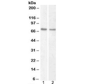 Anti-Lamin B1