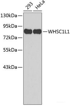 Anti-WHSC1L1