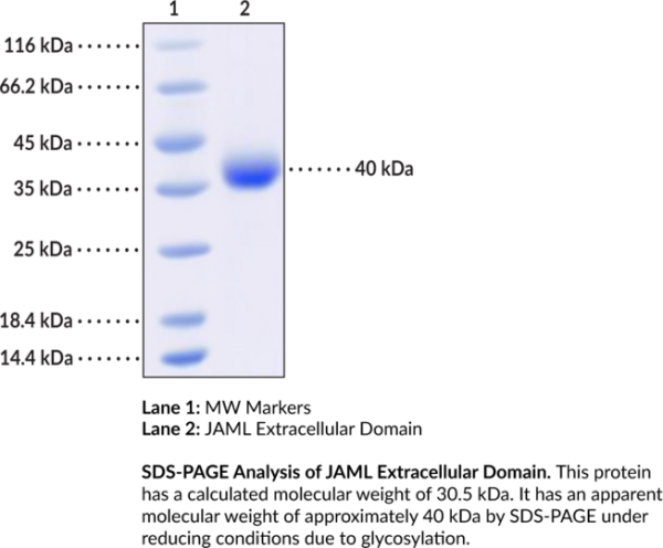 JAML Extracellular Domain (human, recombinant)