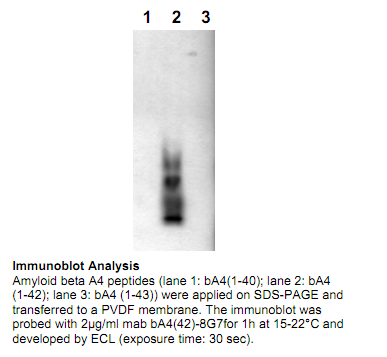 Anti-Amyloid bA4 (1-42) (C-term), clone 8G7