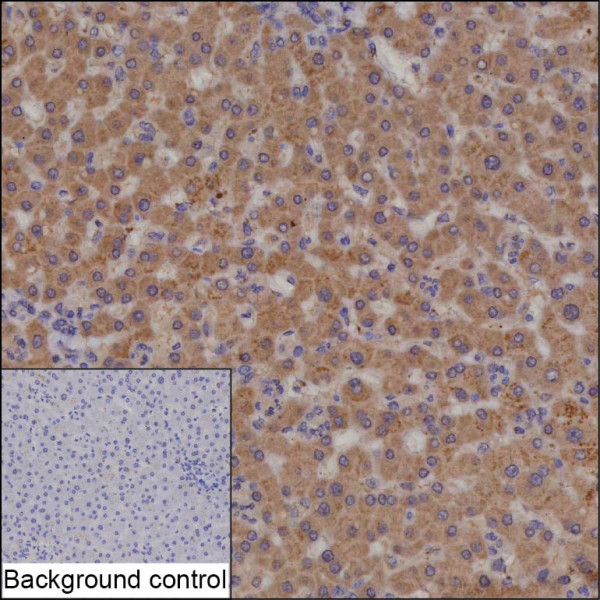 Anti-CYP2C19 (recombinant antibody)