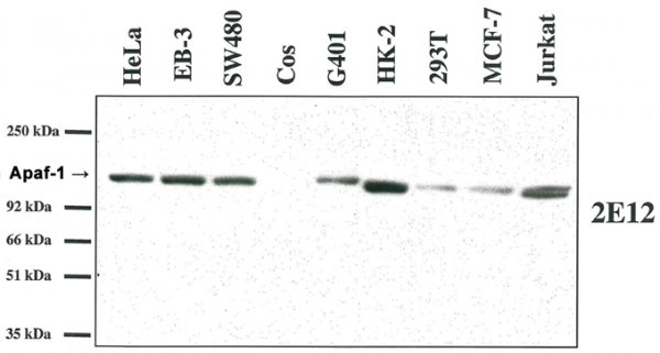 Anti-Apaf-1 (human), clone 2E12