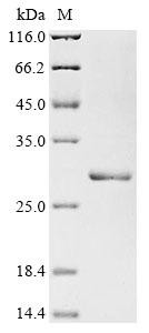 Interleukin-11 (Il11), rat, recombinant