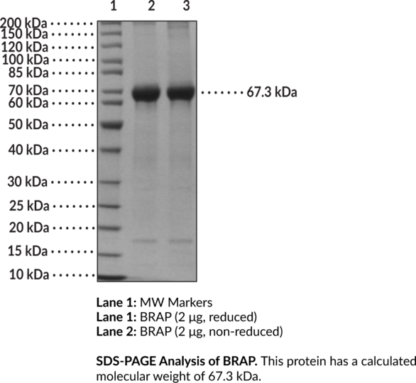 BRAP (human, recombinant)