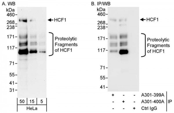 Anti-HCF1