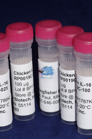 IL-16, chicken recombinant (rchIL-16)