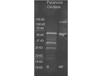 Anti-Pyranose Oxidase (E.Coli)