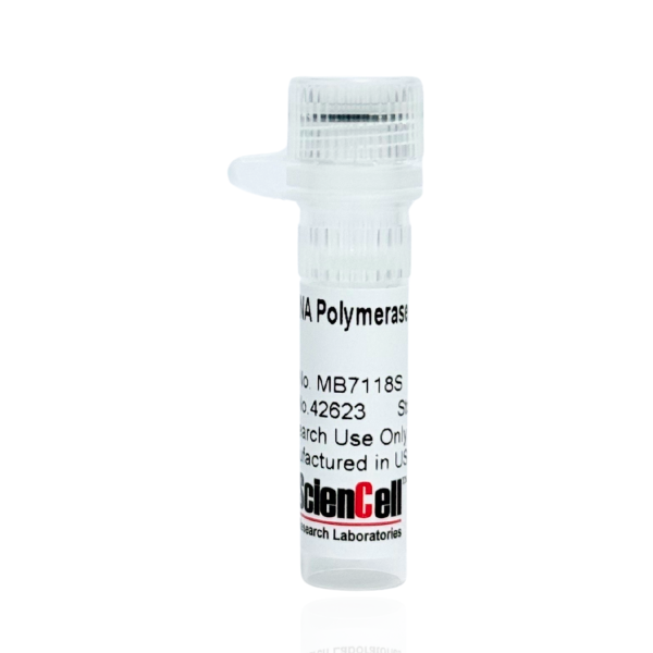T7 RNA Polymerase