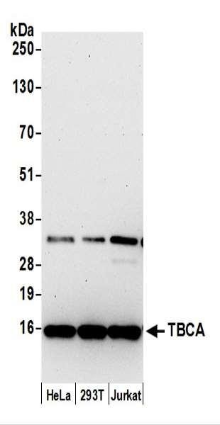 Anti-TBCA